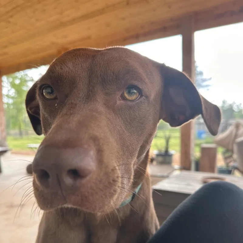 An adult medium-sized female Brown / Chocolate Chocolate Labrador Retriever dog named Cocoa for adoption in Austin, TX