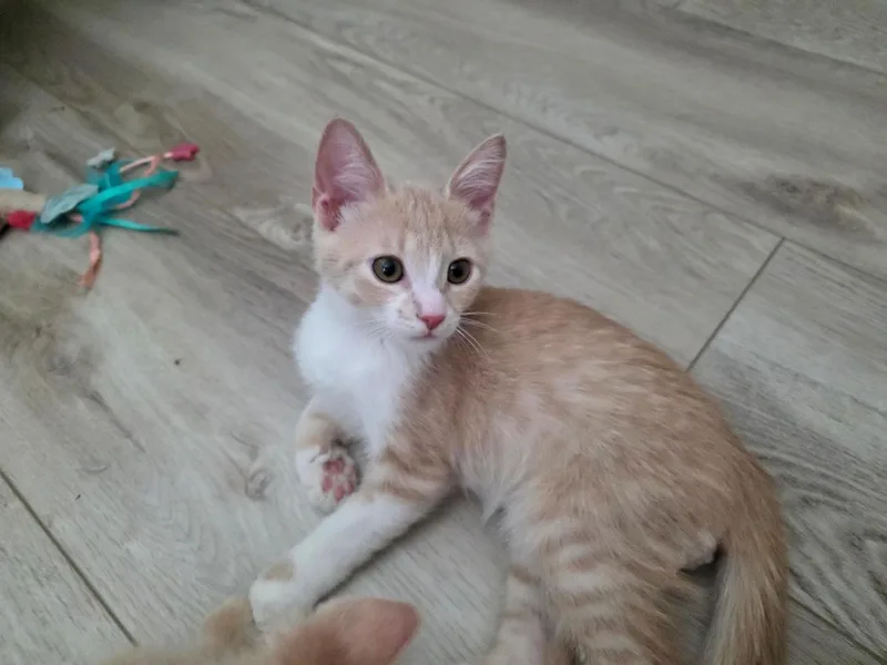 A baby small-sized male Orange / Red Domestic Short Hair cat named Sunflower Summergarden for adoption in Chandler, AZ