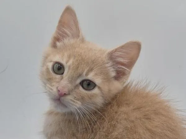 A baby small-sized male Domestic Medium Hair cat named Bundt Cake for adoption in Portland, OR
