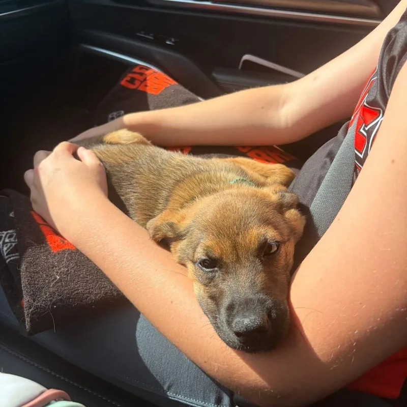 A baby medium-sized female Black Shepherd dog named Willow for adoption in Avon, OH
