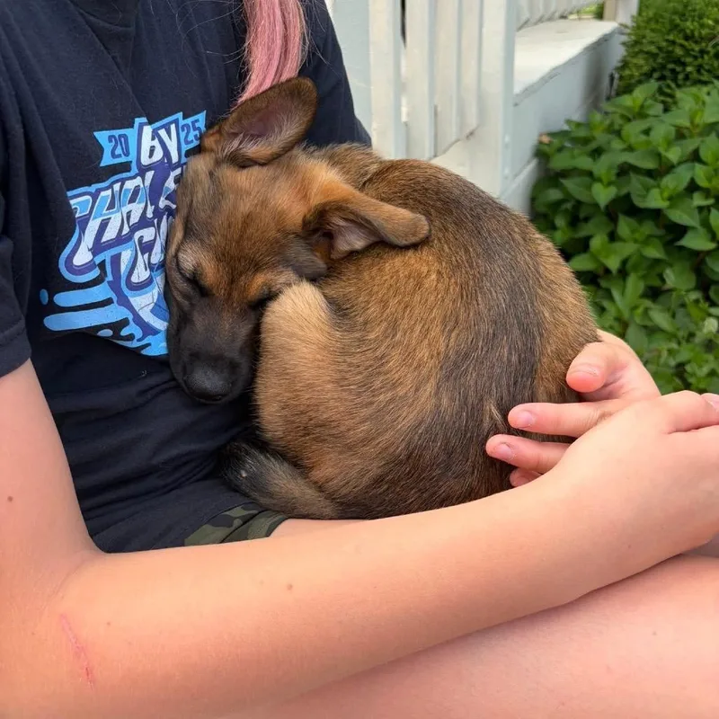 Willow thumbnail 4