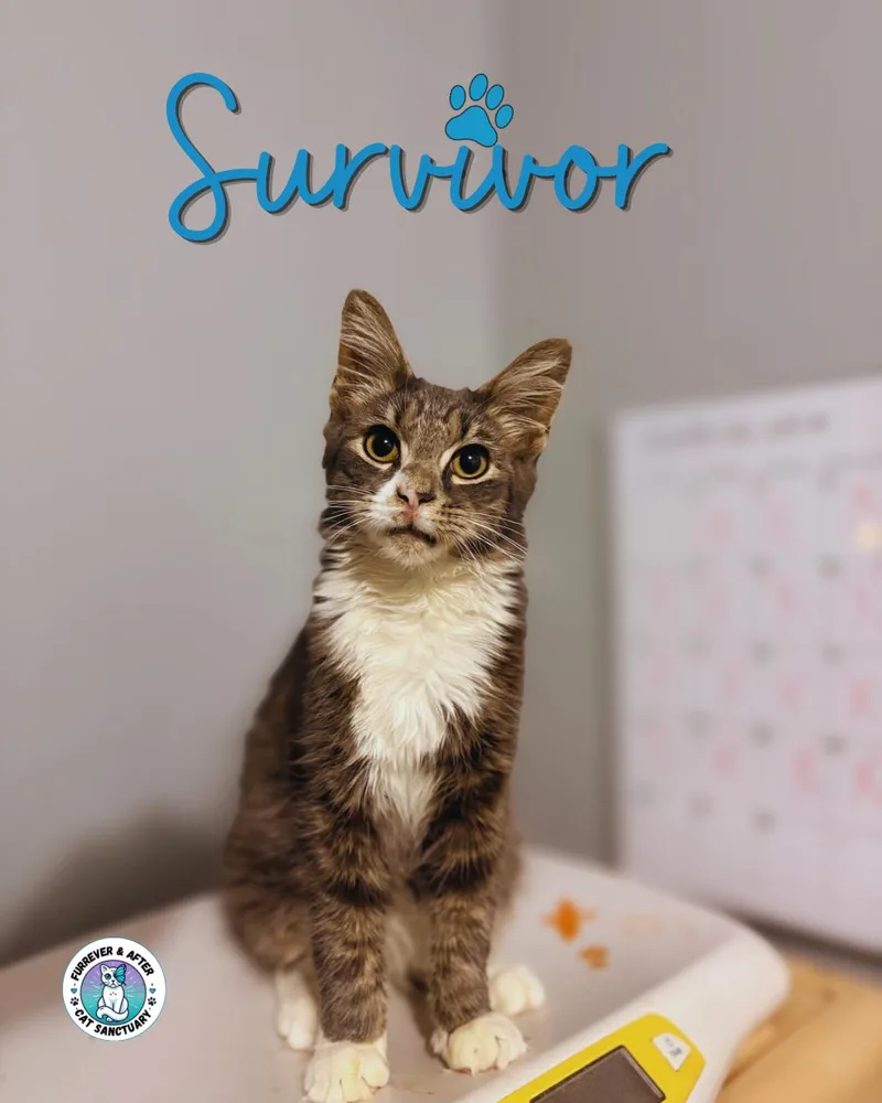 A young small-sized male Domestic Medium Hair cat named Survivor for adoption in Austintown, OH