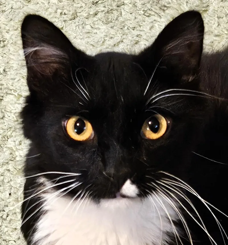 Iggy Bradley thumbnail 2