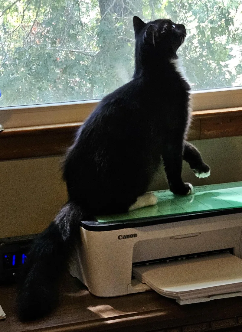 Iggy Bradley thumbnail 3