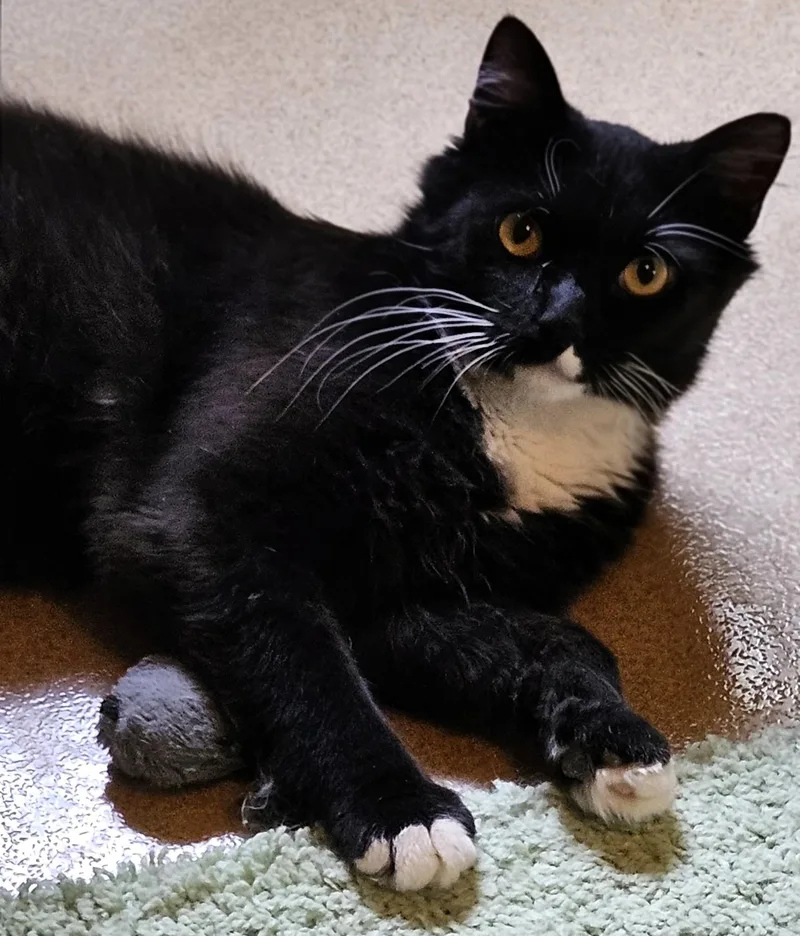 Iggy Bradley thumbnail 4