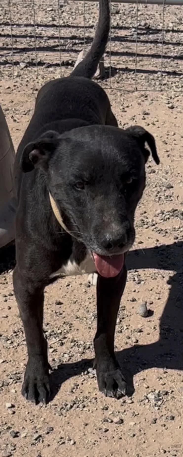 An adult medium-sized male Labrador Retriever dog named Cruz for adoption