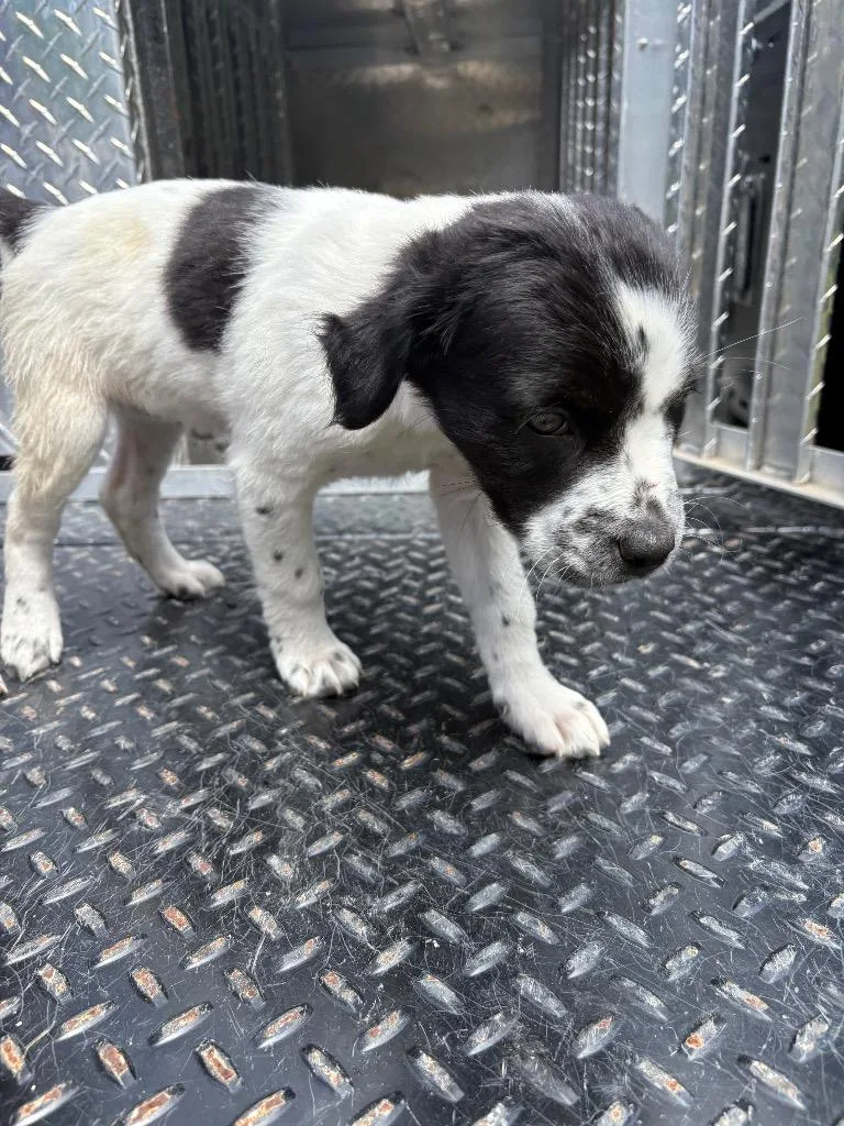 A baby medium-sized female Mixed Breed dog named April for adoption in Effingham, SC