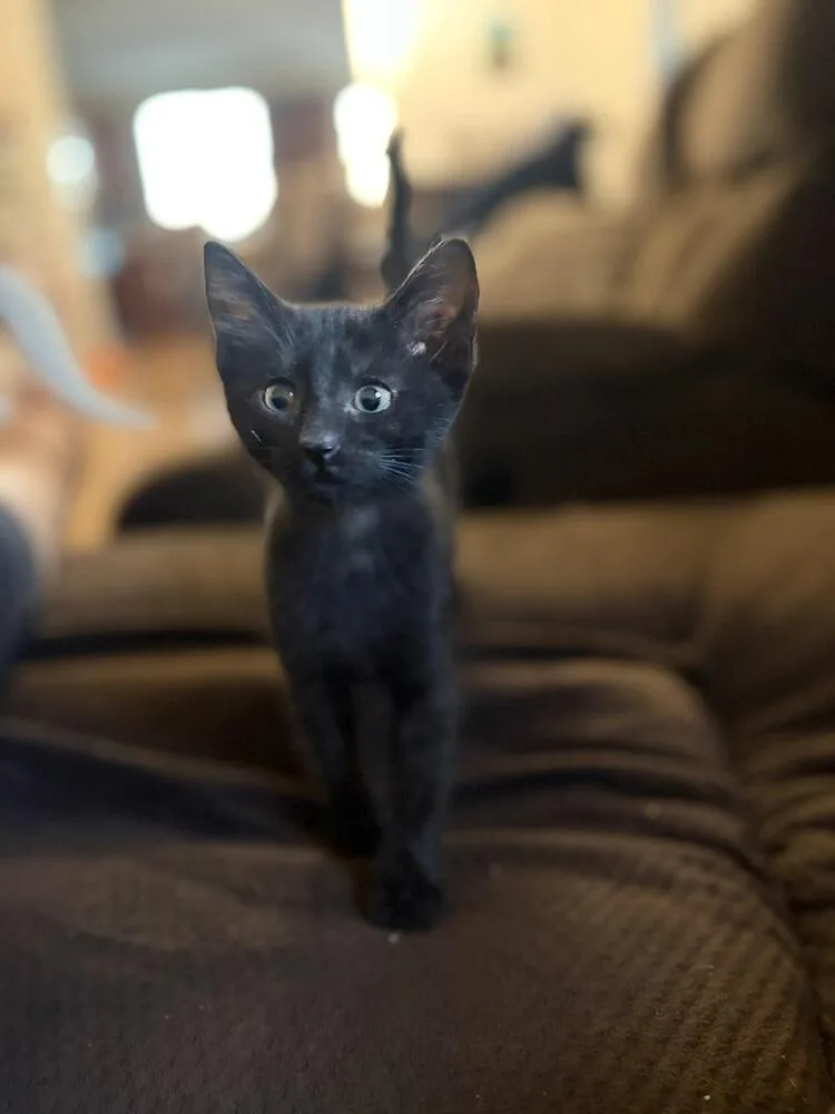 A baby small-sized male Black Bombay cat named Damien for adoption in Lancaster, CA
