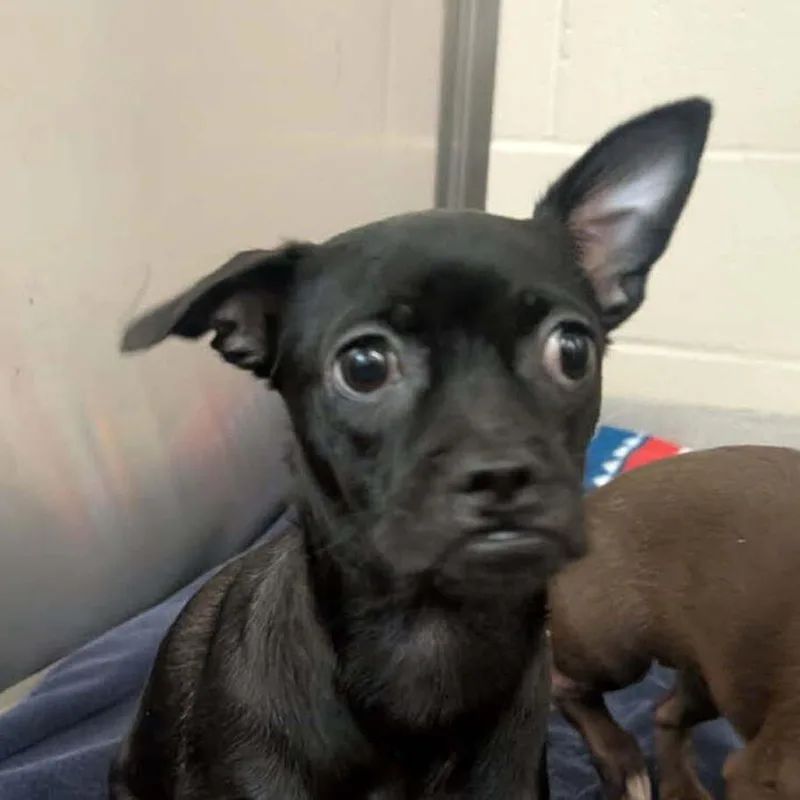 A baby small-sized female Black Chihuahua dog named Winterfresh for adoption in Oceanside, CA