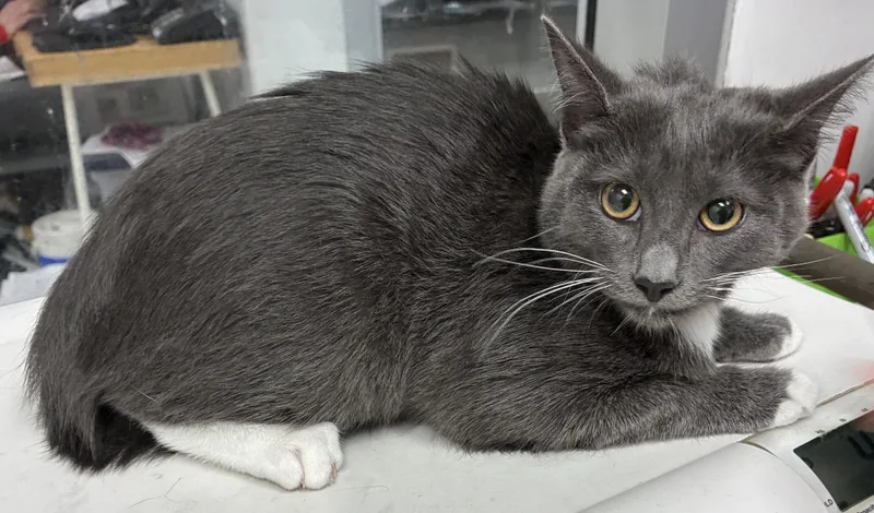 A baby small-sized female Domestic Long Hair cat named Ozzy for adoption in Los Angeles, CA