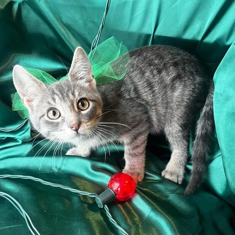 Monopoly thumbnail 3