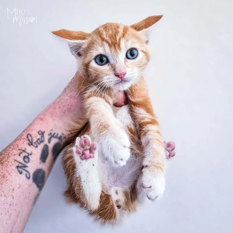 A baby medium-sized male Orange & White Domestic Short Hair cat named Florin for adoption in Spokane , WA