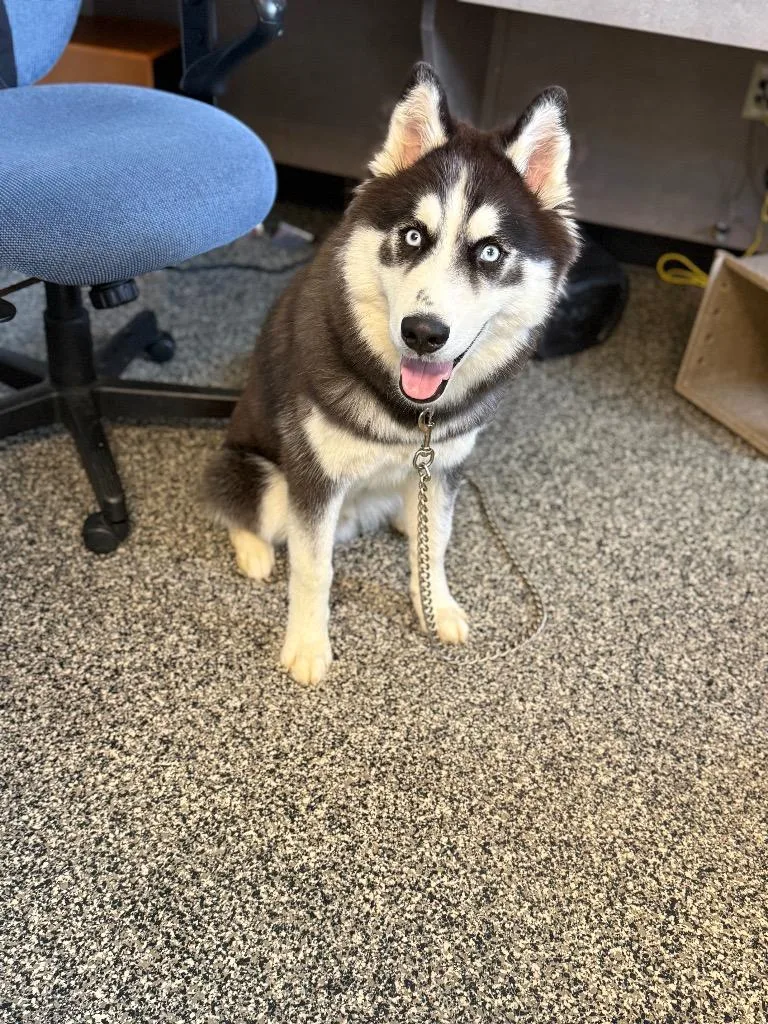 A baby large-sized male Mixed Breed dog named Luther for adoption in Columbia, TN