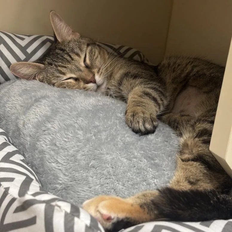 An adult medium-sized female Brown / Chocolate Domestic Short Hair cat named Rosie for adoption in Kennett Square, PA