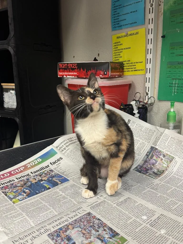 A baby medium-sized female Domestic Short Hair cat named Peach Pie for adoption in Sorrento, LA