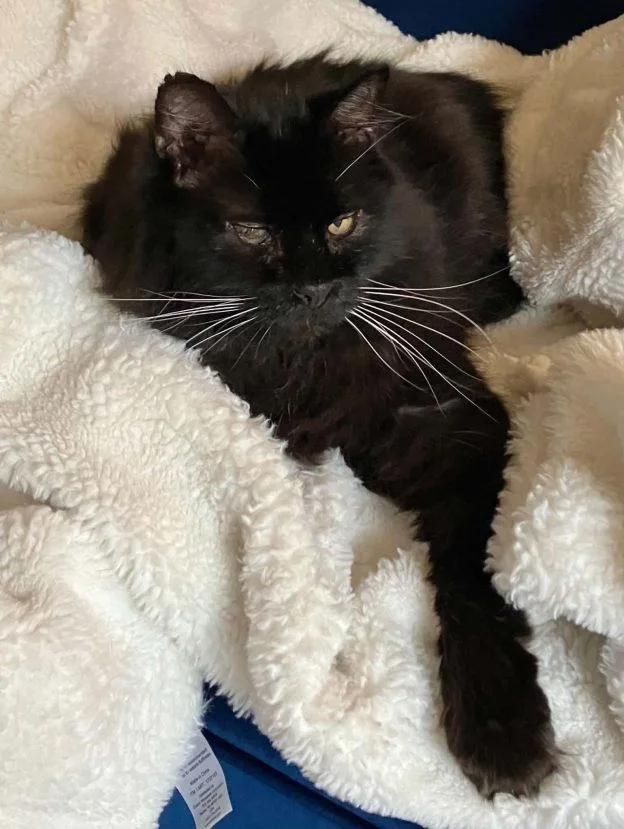 An adult large-sized male Black Domestic Long Hair cat named Dalek for adoption in Anchorage, AK