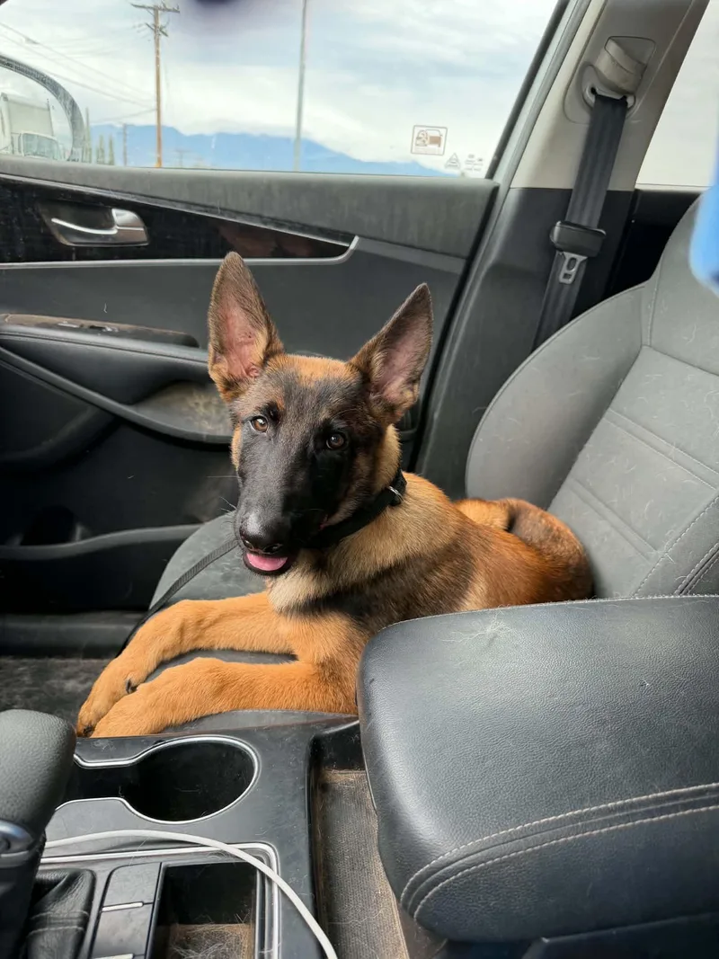 A baby medium-sized male Belgian Shepherd / Malinois dog named Glitch for adoption in Vancouver, WA