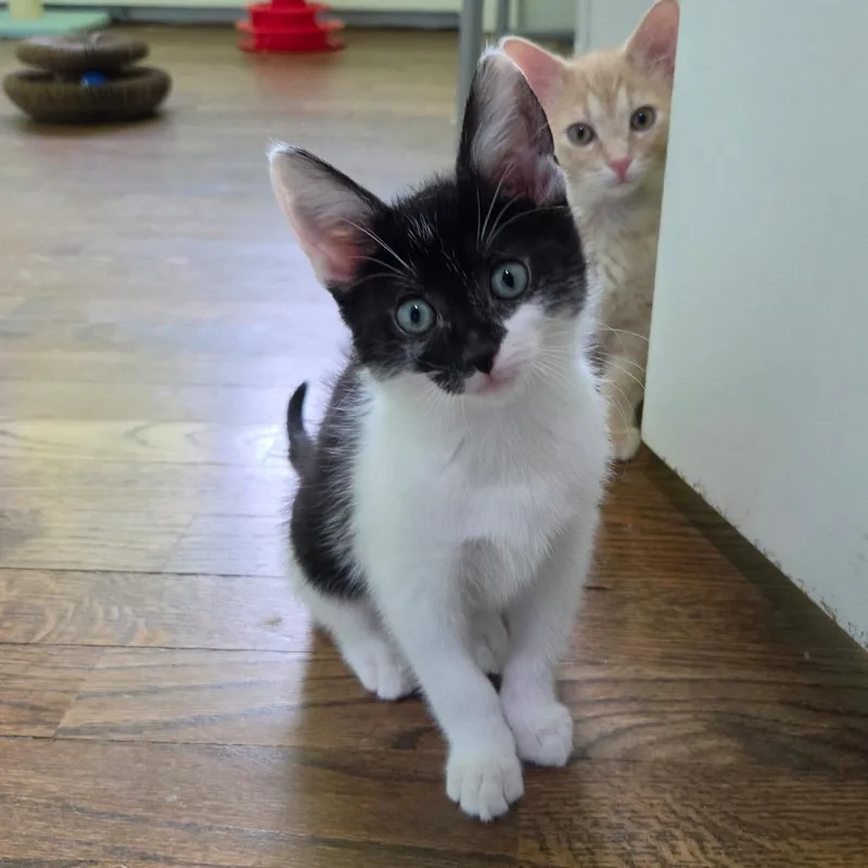 A baby small-sized female Domestic Short Hair cat named Munchie for adoption in Portage, MI