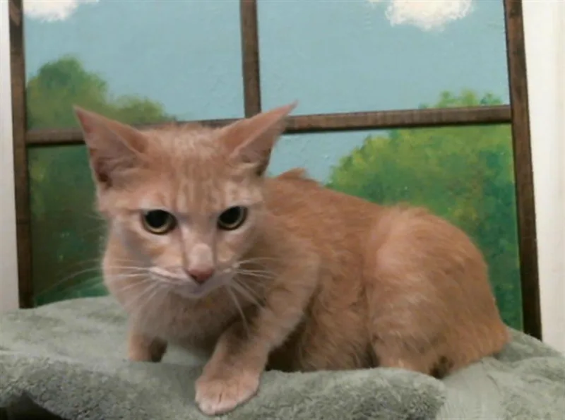 A young medium-sized female Domestic Short Hair cat named Nora for adoption in Houston, TX
