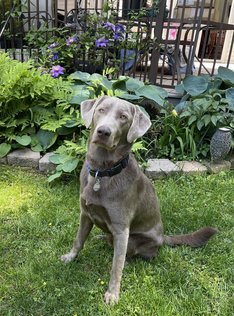 A young large-sized male Gray / Blue / Silver Labrador Retriever dog named Roman for adoption in Warrington, PA