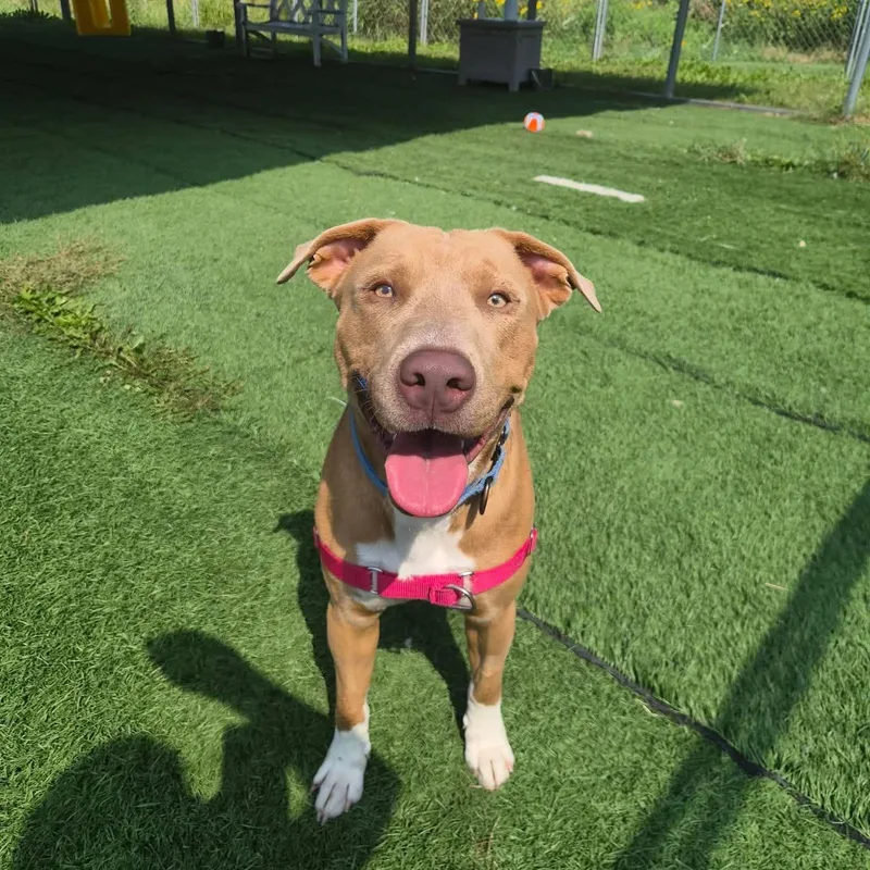 An adult medium-sized male Mixed Breed dog named Frazier for adoption in Moundsville, WV