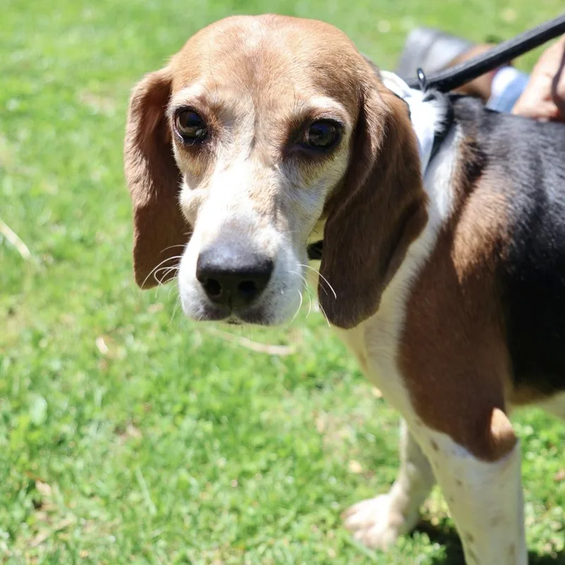 A senior medium-sized female Yellow / Tan / Blond / Fawn Beagle dog named Loretta for adoption in Briarcliff Manor, NY