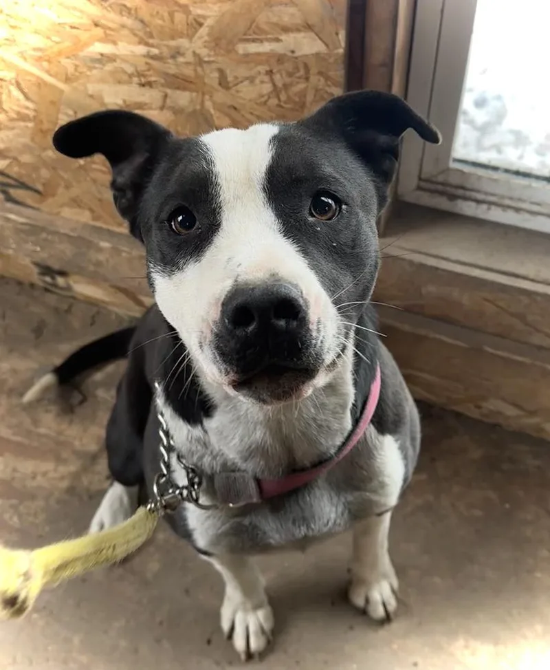 Bailey Tux thumbnail 2