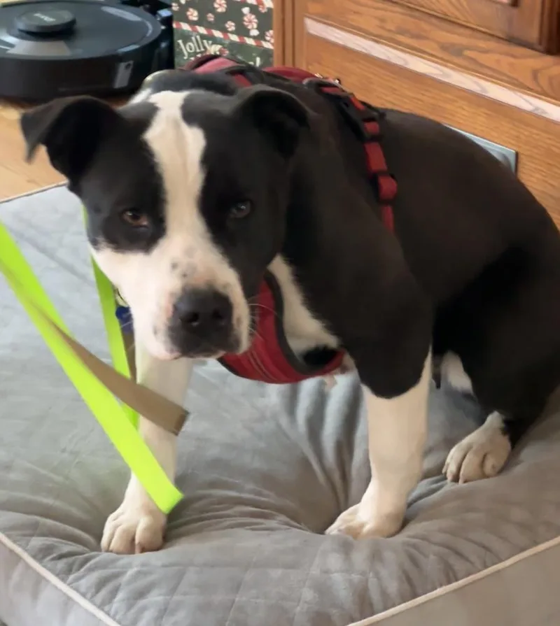 Bailey Tux thumbnail 4