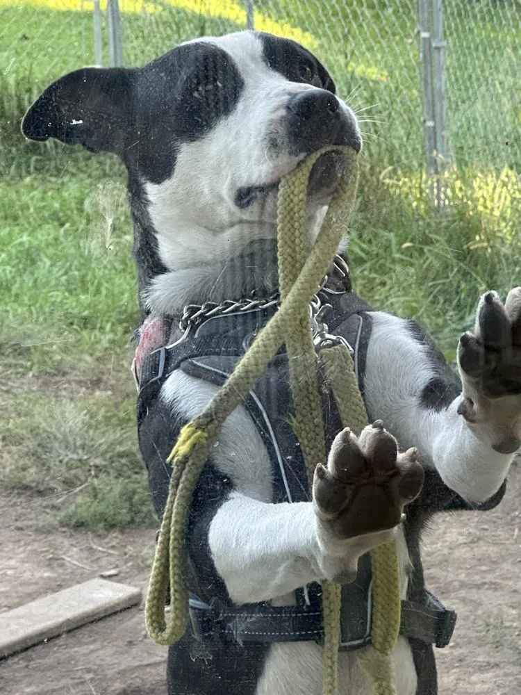 A young medium-sized female Tricolor (Brown, Black, & White) Pit Bull Terrier dog named Bailey Tux for adoption in Waunakee, WI