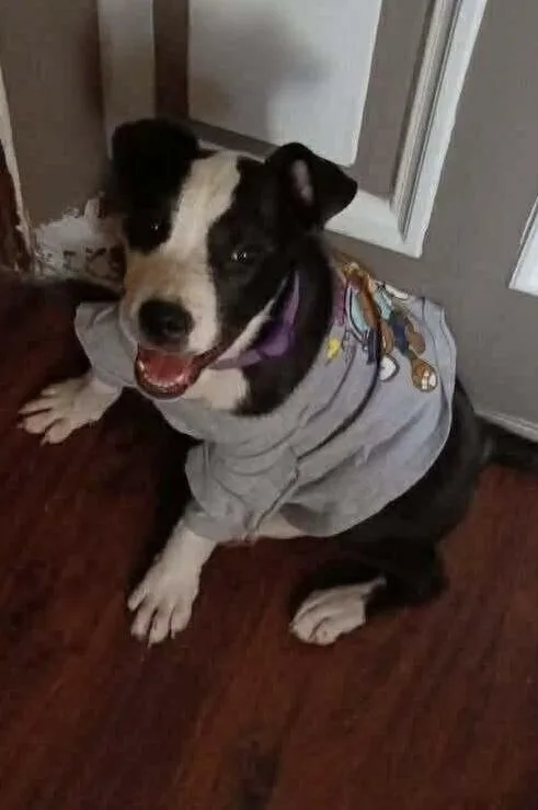 Bailey Tux thumbnail 5