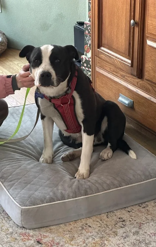 Bailey Tux thumbnail 6