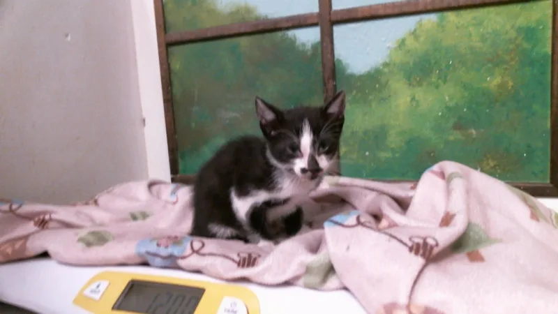A baby small-sized male Domestic Short Hair cat named Green for adoption in Houston, TX