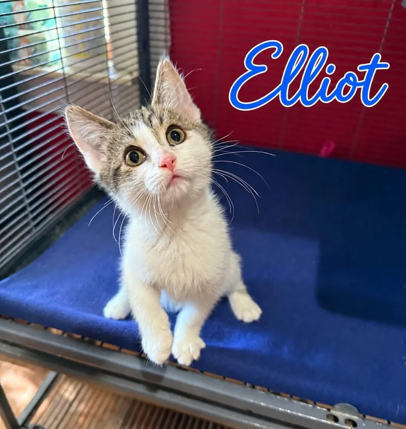 A baby medium-sized male Domestic Short Hair cat named Elliott for adoption in Saginaw, MI