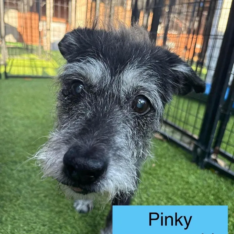 A senior small-sized male Black Wirehaired Terrier dog named Pinky for adoption in Tampa, FL