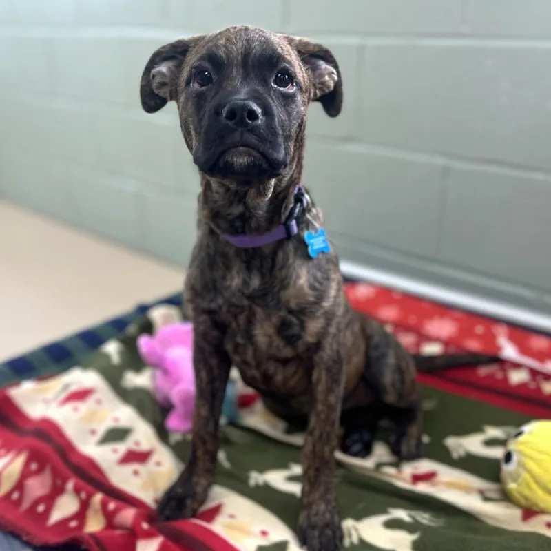 A baby small-sized female Mixed Breed dog named Ophelia for adoption in State College, PA
