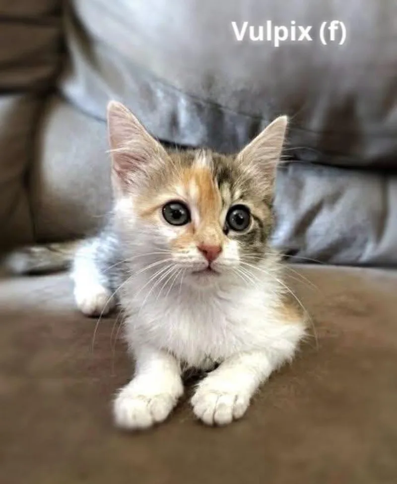 A baby medium-sized female Calico cat named Vulpix for adoption in Woodlawn, TN