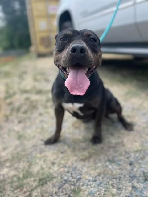 A young medium-sized female Tricolor (Brown, Black, & White) American Staffordshire Terrier dog named Mildred for adoption in Brewster , NY