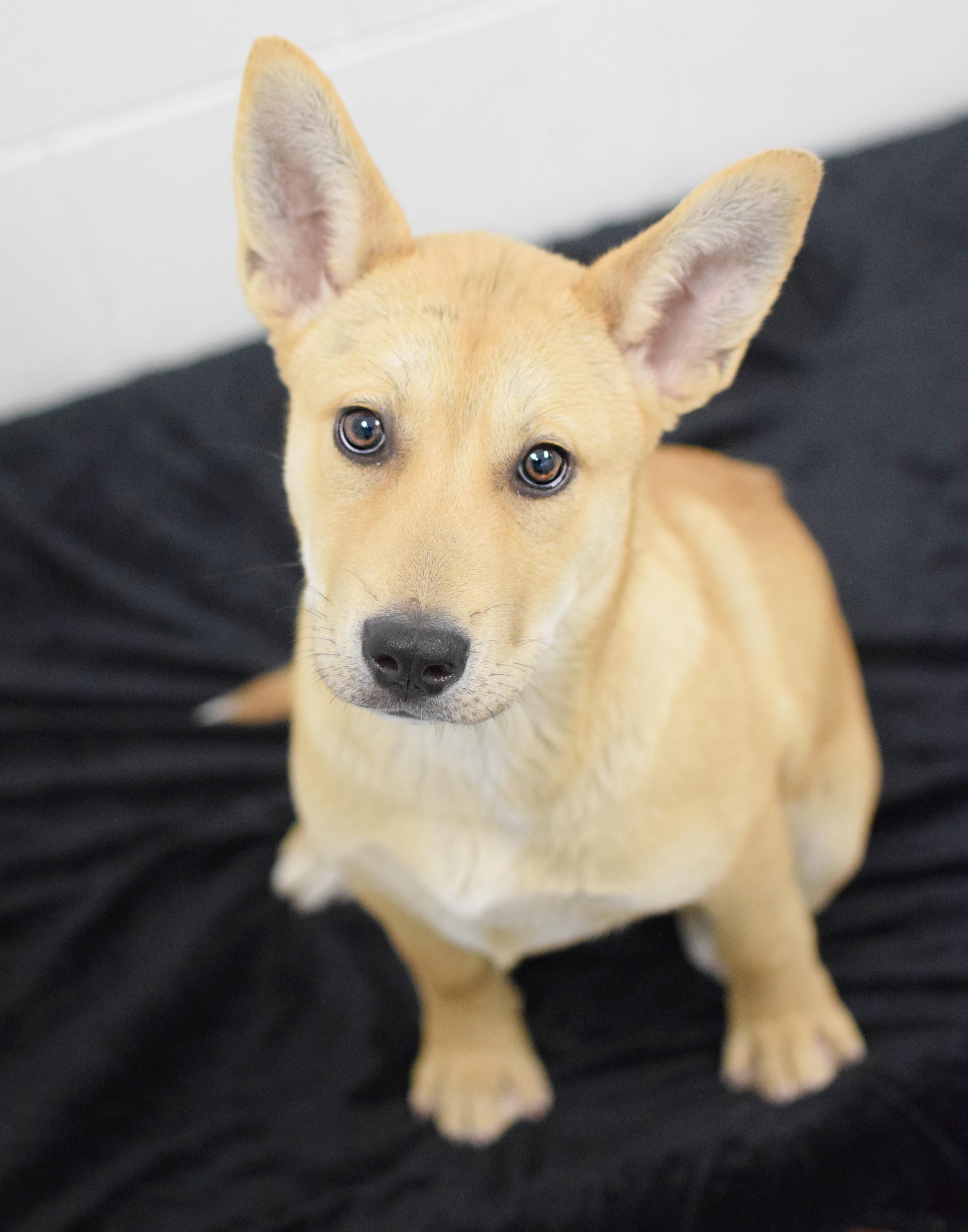 A baby large-sized female Golden Labrador Retriever dog named Angelina & Fabrizia for adoption in Pontiac, MI