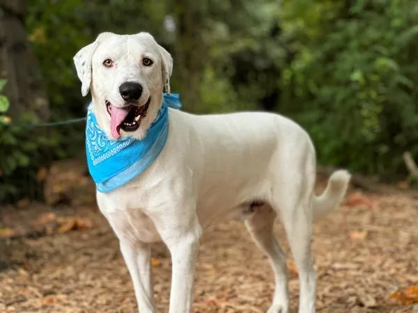 Guillermo thumbnail 2