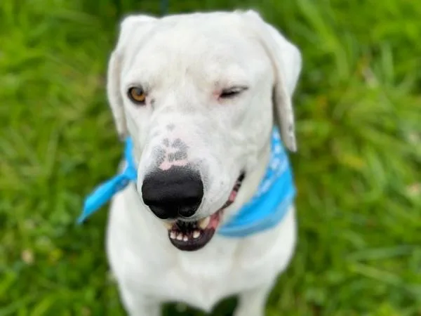 Guillermo thumbnail 3