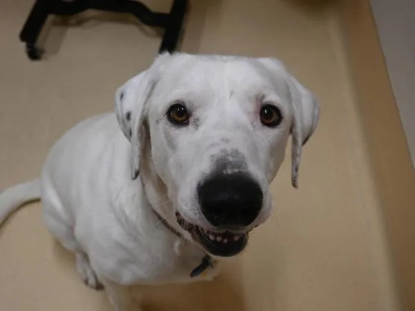 Guillermo thumbnail 4