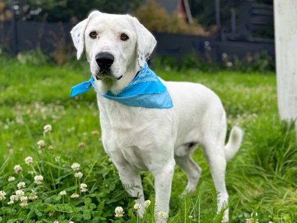 Guillermo thumbnail 5