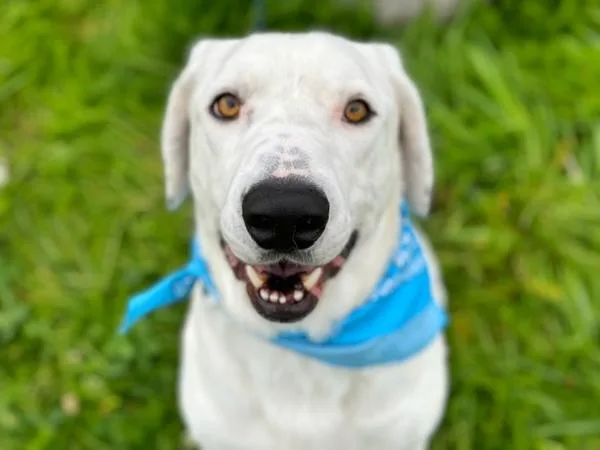 Guillermo thumbnail 6