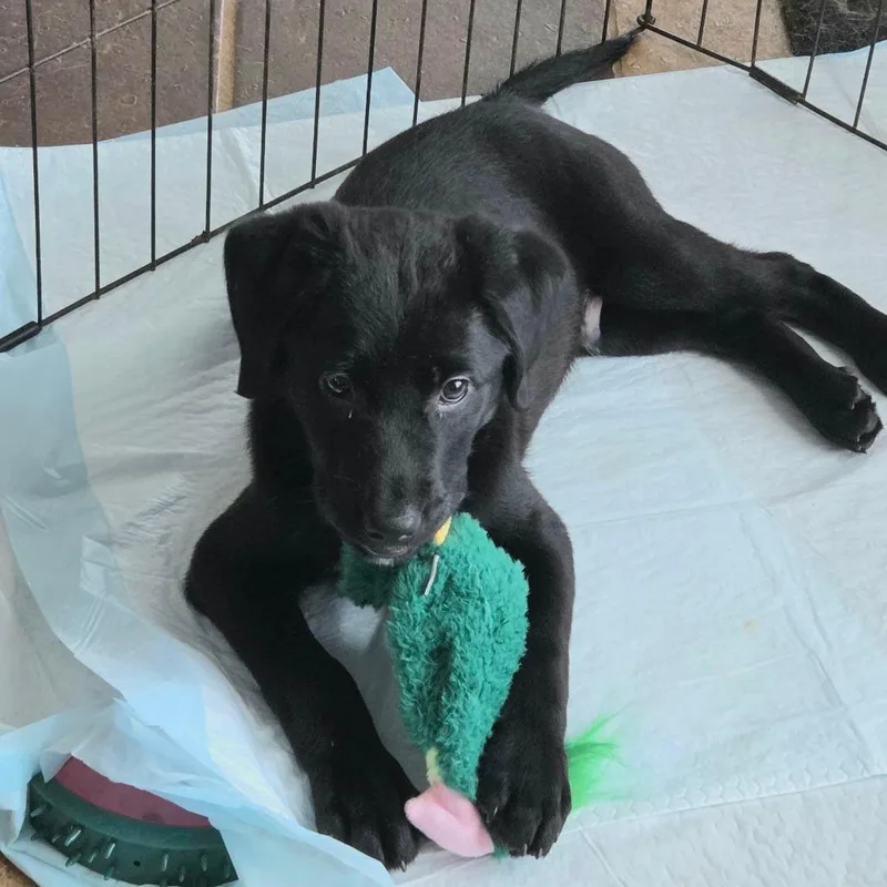 A baby medium-sized male Black Labrador Retriever dog named Megumi for adoption in Brownsboro, AL