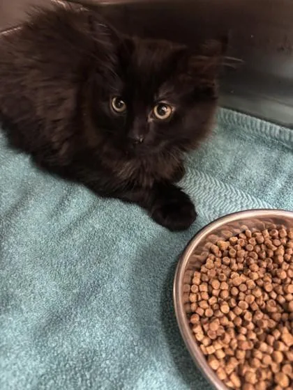 A young small-sized male Domestic Long Hair cat named Spaghetti for adoption in Scotia, NY