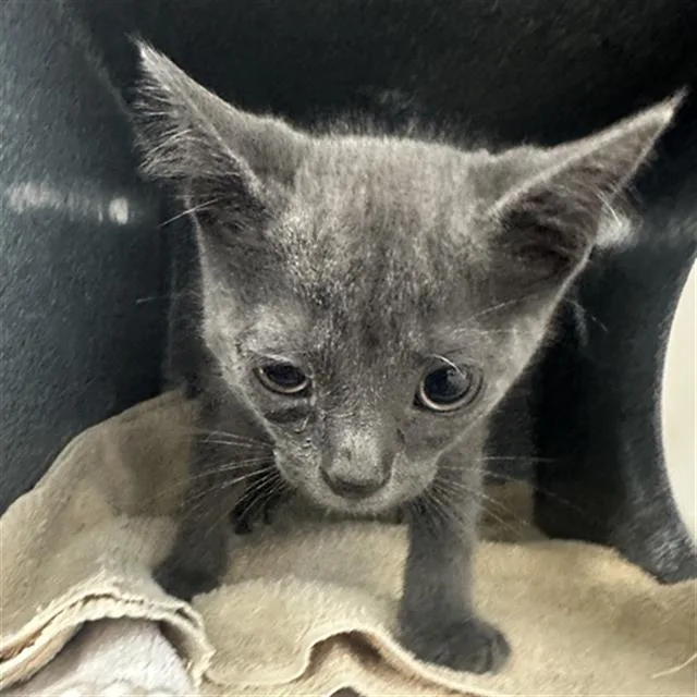 A baby medium-sized male Domestic Short Hair cat named Yeller for adoption in Dallas, TX