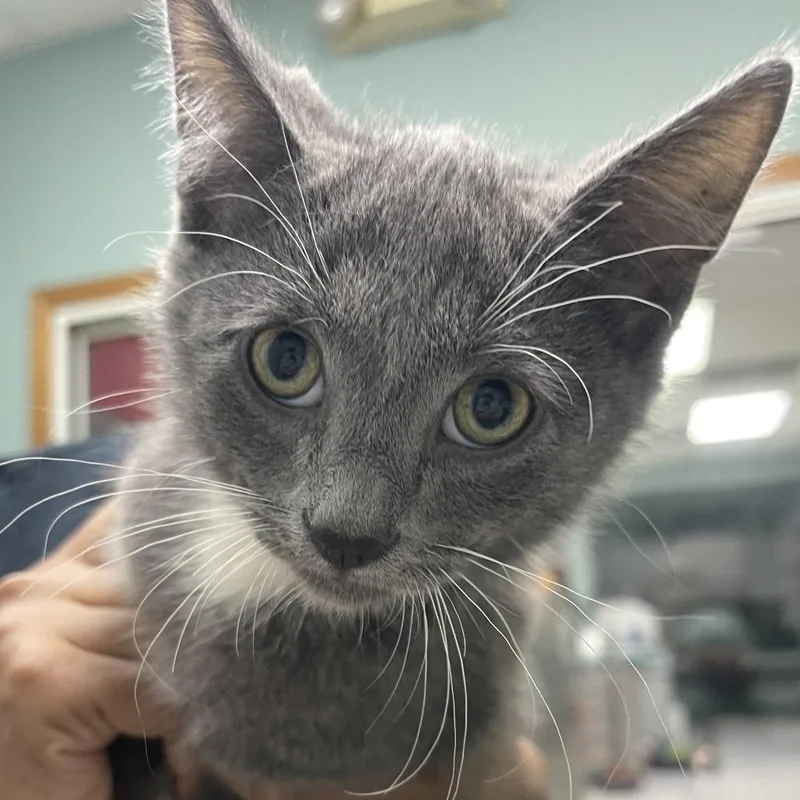 A baby small-sized male Gray / Blue / Silver Domestic Short Hair cat named Aether for adoption in Shawnee, KS