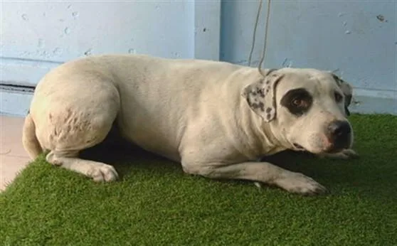 A young large-sized male Pit Bull Terrier dog named Alfie for adoption in Gardena, CA