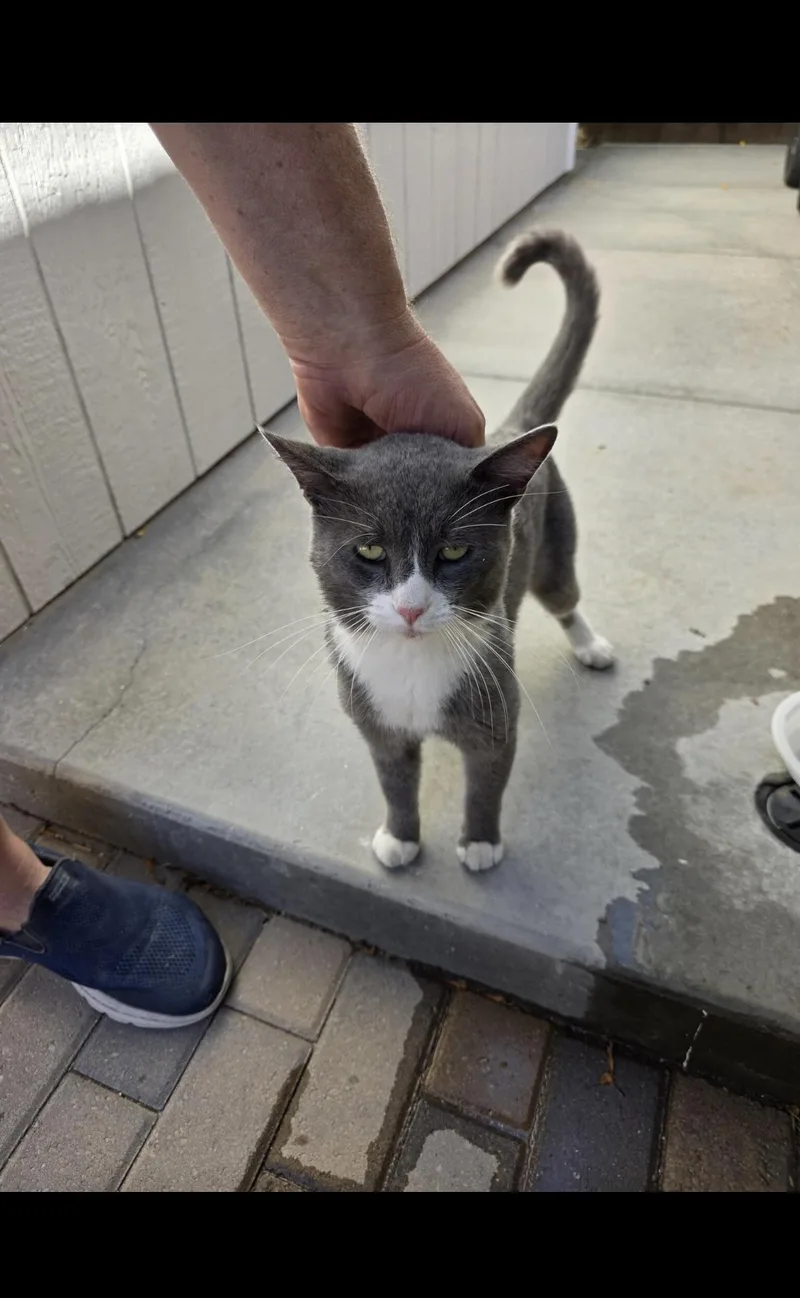 An adult medium-sized male Gray & White American Shorthair cat named Bob for adoption in Phoenix, AZ