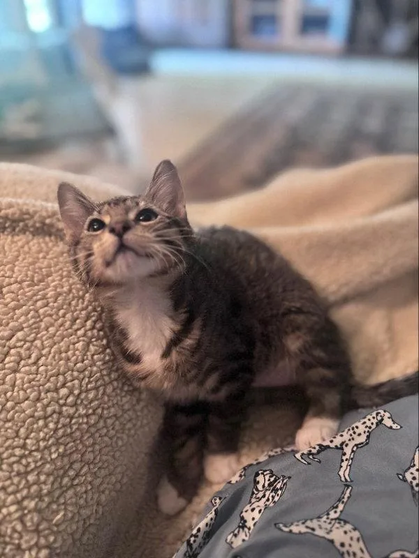 A baby medium-sized male Domestic Short Hair cat named Blitz for adoption in Pineville, LA